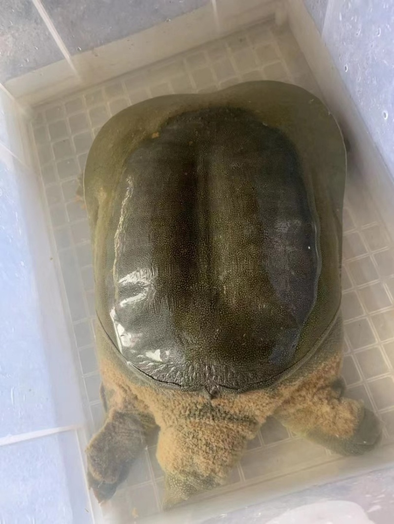 【牛商推荐】甲鱼，要货的老板联系，货真价实
