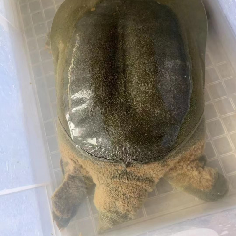 【牛商推荐】甲鱼，要货的老板联系，货真价实