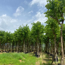 红花紫荆移栽苗假植苗漳州红花紫荆种植基地苗农一手货源低价