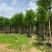 红花紫荆移栽苗假植苗漳州红花紫荆种植基地苗农一手货源低价