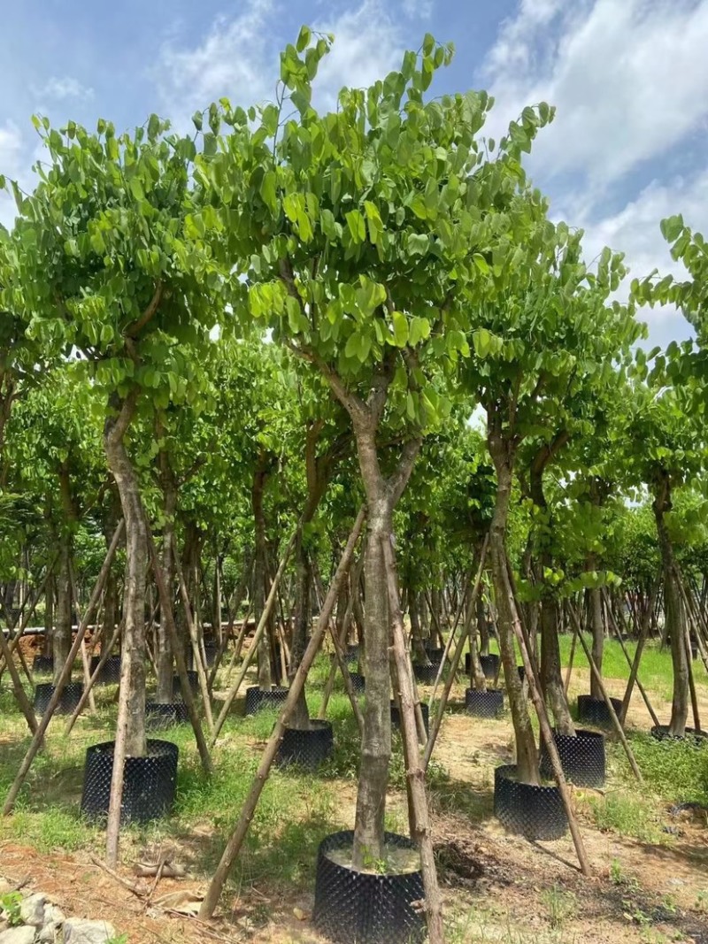 红花紫荆移栽苗假植苗漳州红花紫荆种植基地苗农一手货源低价