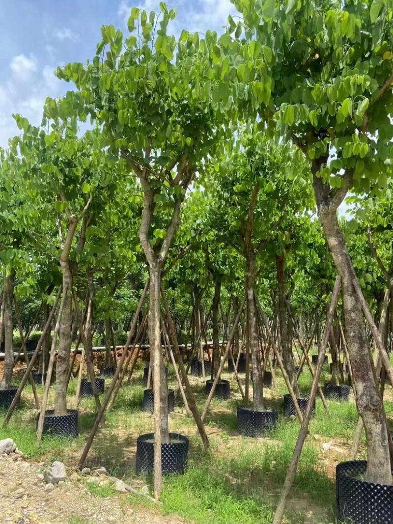 红花紫荆移栽苗假植苗漳州红花紫荆种植基地苗农一手货源低价