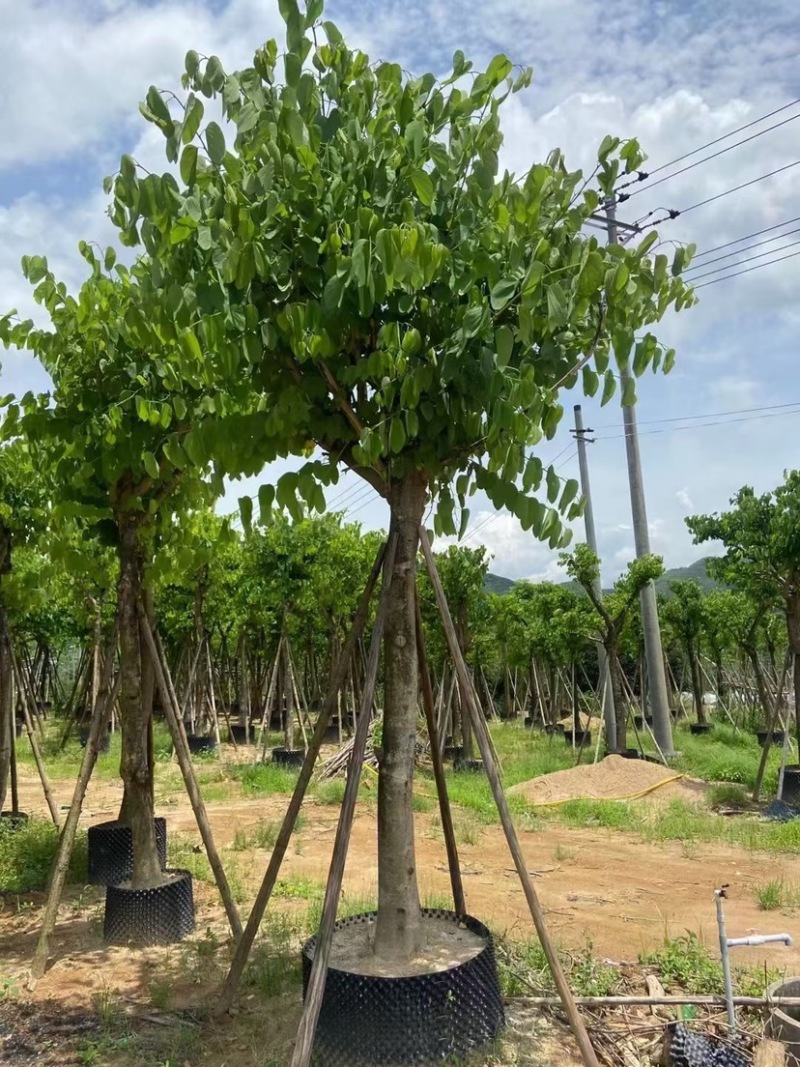 红花紫荆移栽苗假植苗漳州红花紫荆种植基地苗农一手货源低价