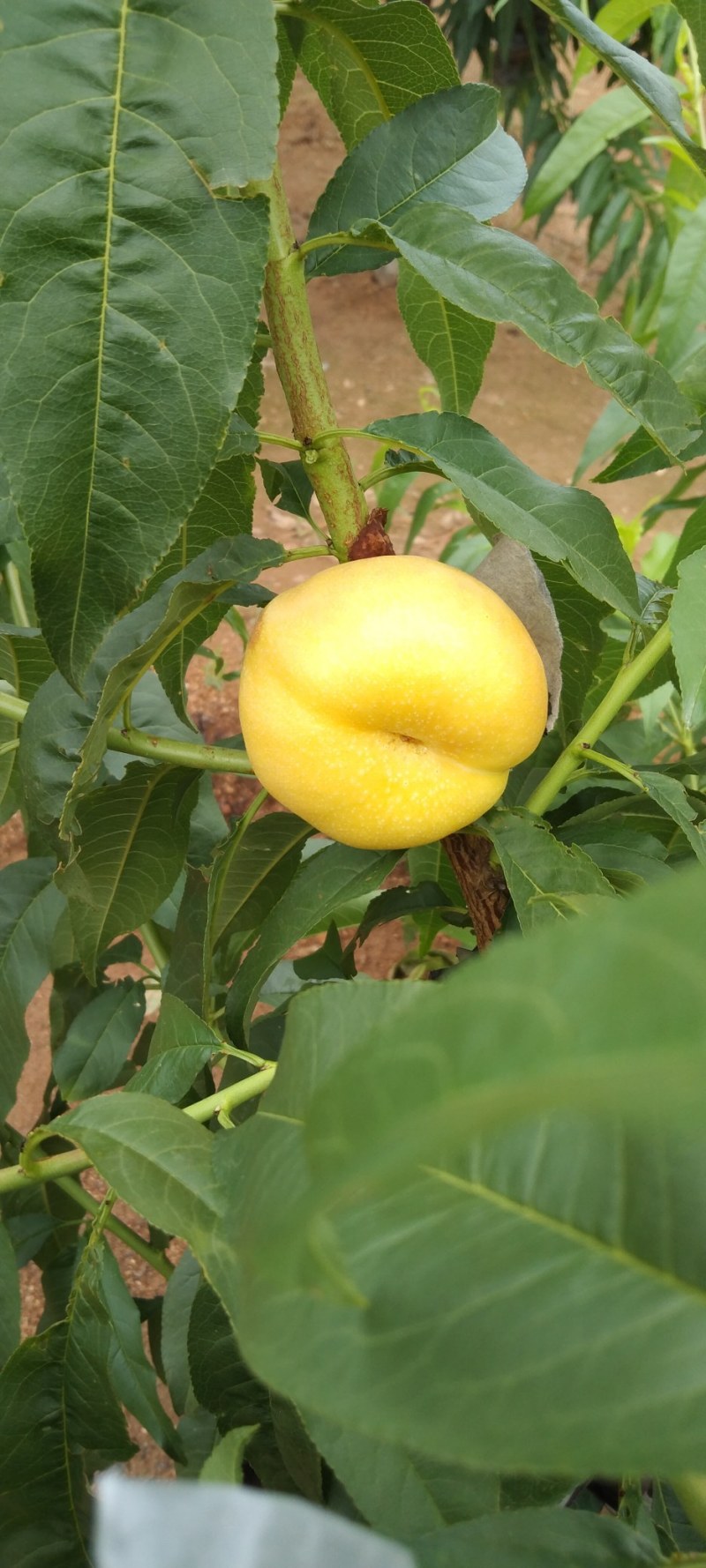 黄油蟠桃