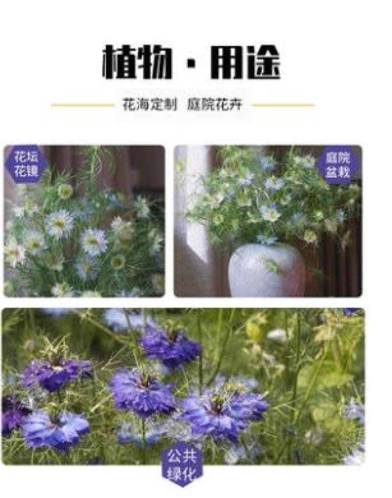 花种子花四季开花室内外易种阳台盆栽庭院七彩花卉黑种草种籽