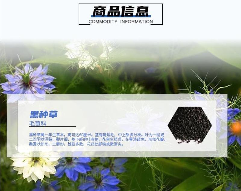 花种子花四季开花室内外易种阳台盆栽庭院七彩花卉黑种草种籽