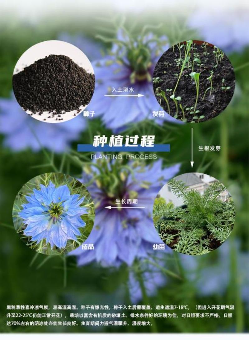 花种子花四季开花室内外易种阳台盆栽庭院七彩花卉黑种草种籽