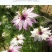 花种子花四季开花室内外易种阳台盆栽庭院七彩花卉黑种草种籽