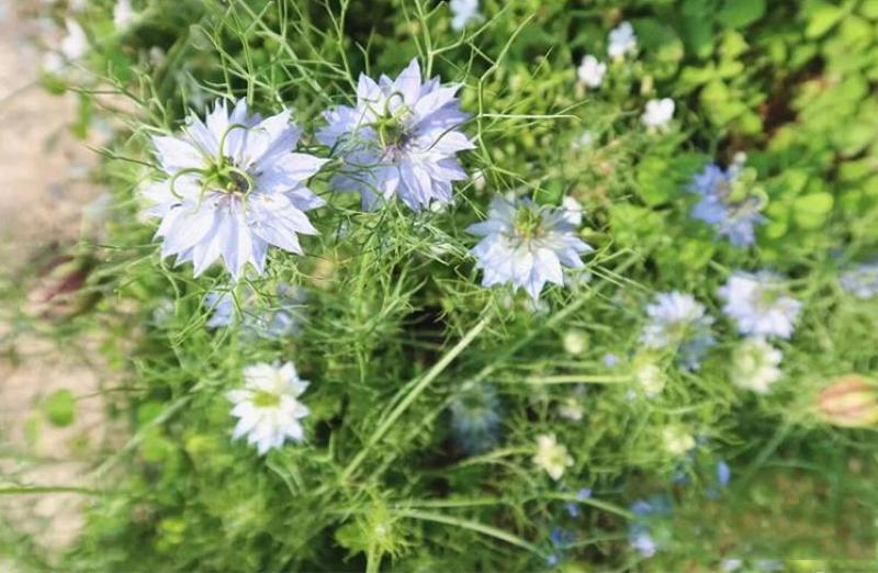 花种子花四季开花室内外易种阳台盆栽庭院七彩花卉黑种草种籽