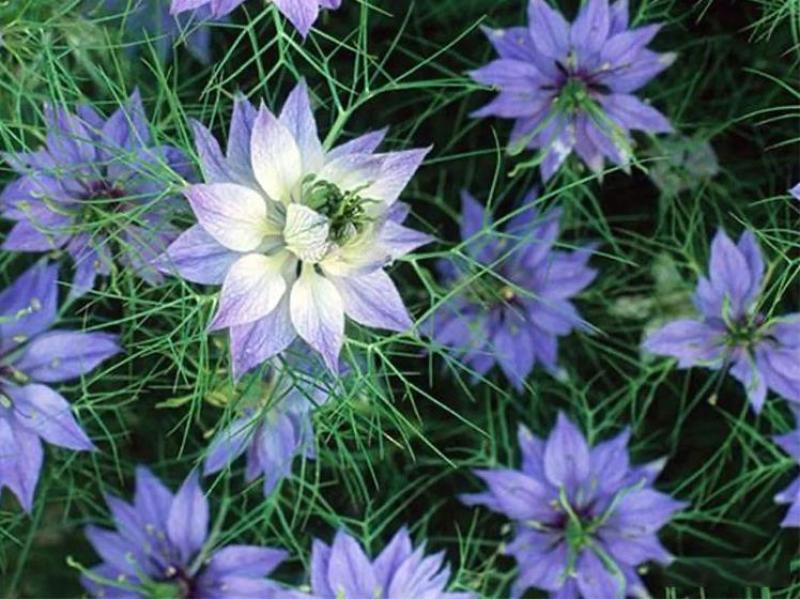 花种子花四季开花室内外易种阳台盆栽庭院七彩花卉黑种草种籽