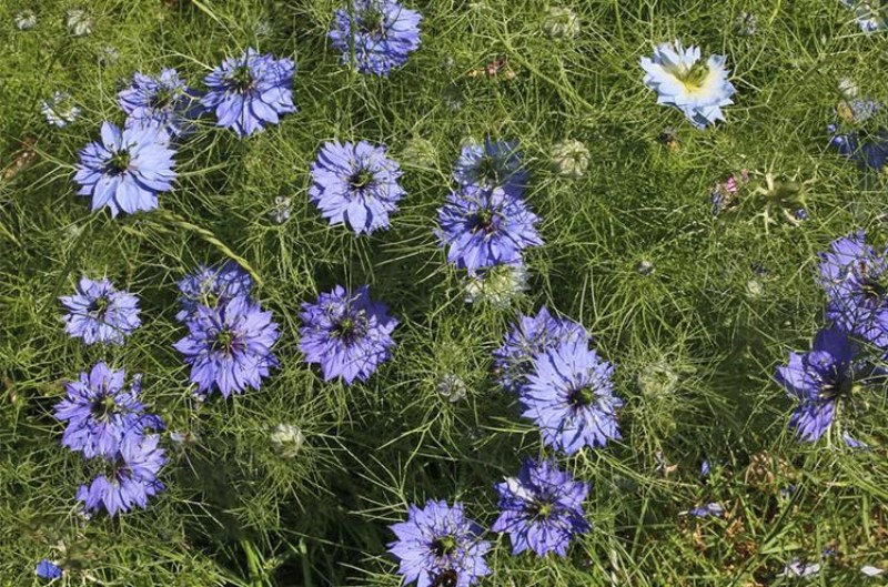 花种子花四季开花室内外易种阳台盆栽庭院七彩花卉黑种草种籽