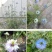花种子花四季开花室内外易种阳台盆栽庭院七彩花卉黑种草种籽