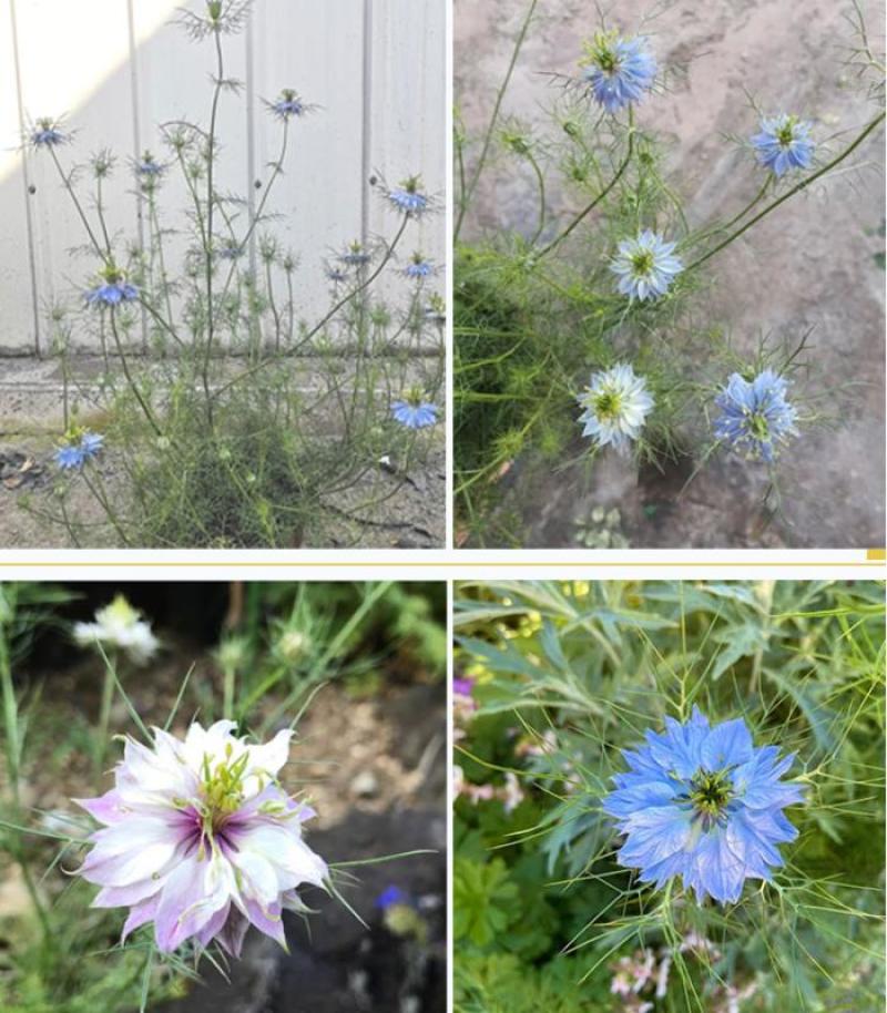 花种子花四季开花室内外易种阳台盆栽庭院七彩花卉黑种草种籽