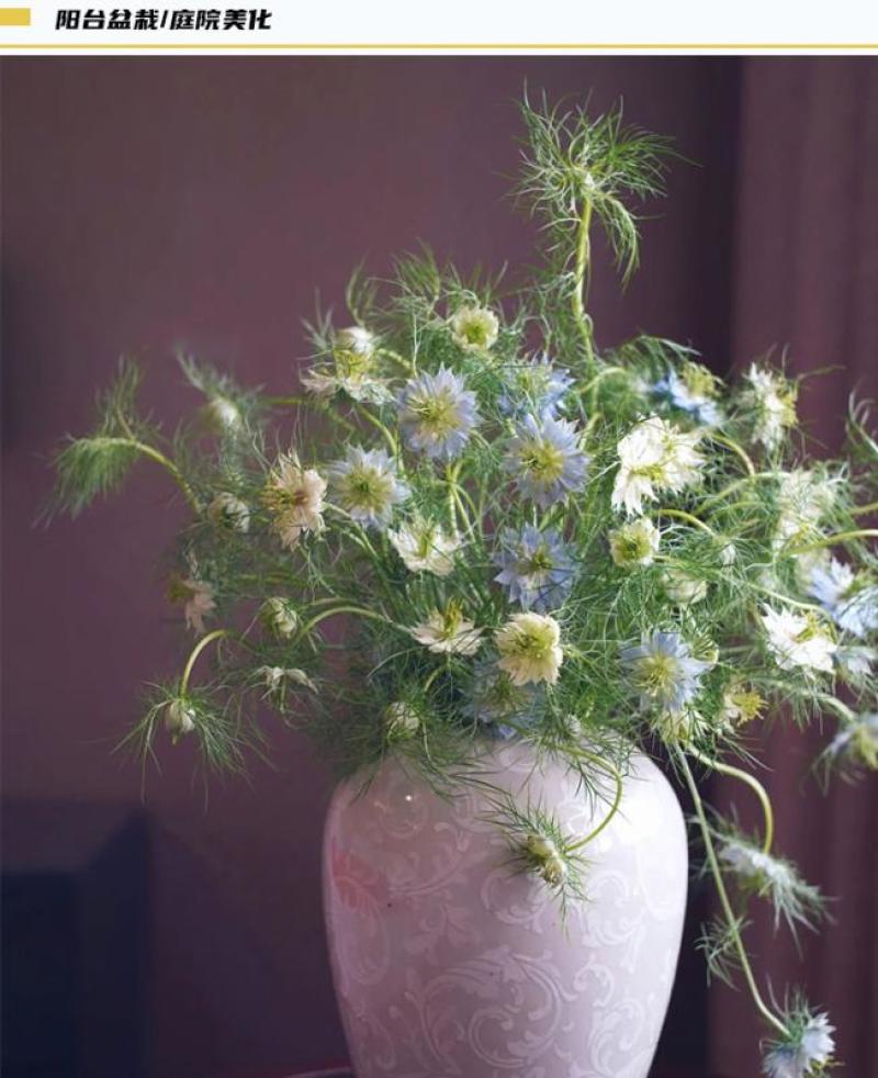 花种子花四季开花室内外易种阳台盆栽庭院七彩花卉黑种草种籽