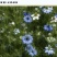 花种子花四季开花室内外易种阳台盆栽庭院七彩花卉黑种草种籽