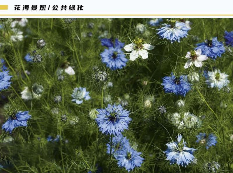 花种子花四季开花室内外易种阳台盆栽庭院七彩花卉黑种草种籽