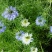 花种子花四季开花室内外易种阳台盆栽庭院七彩花卉黑种草种籽