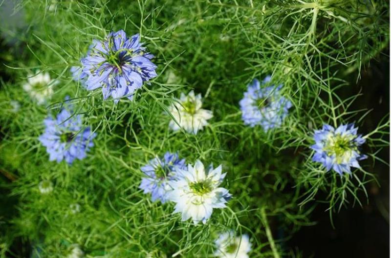 花种子花四季开花室内外易种阳台盆栽庭院七彩花卉黑种草种籽