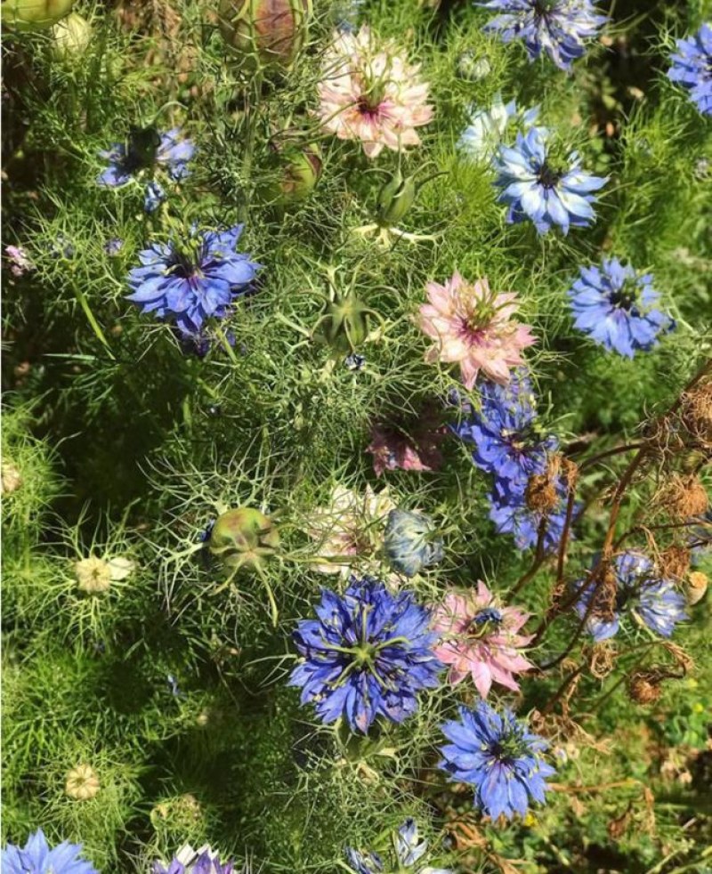 花种子花四季开花室内外易种阳台盆栽庭院七彩花卉黑种草种籽