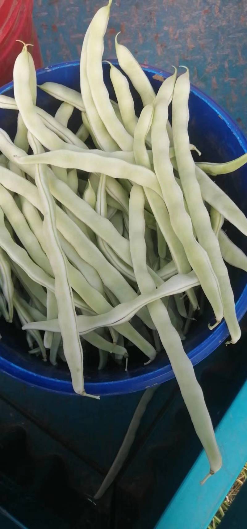 豆角代收