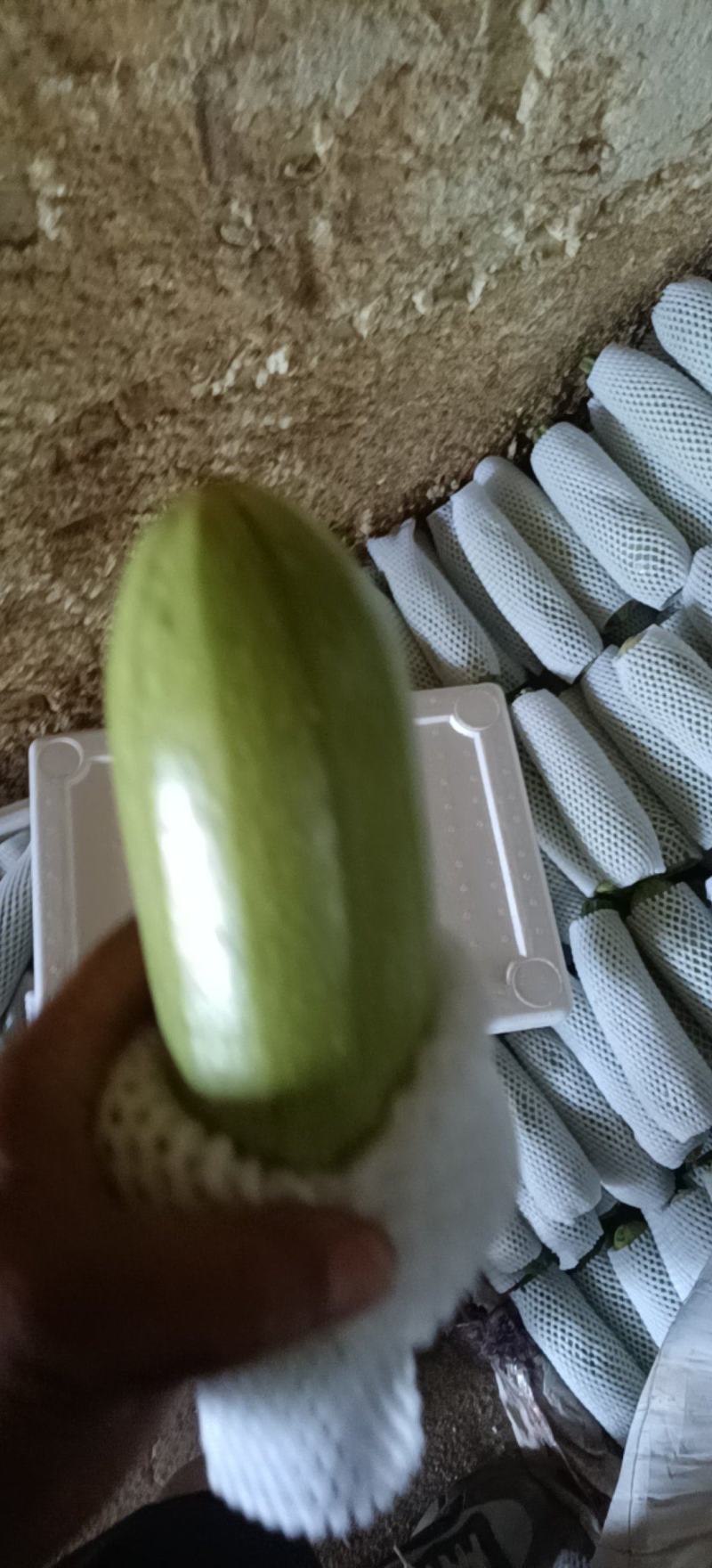 西葫芦