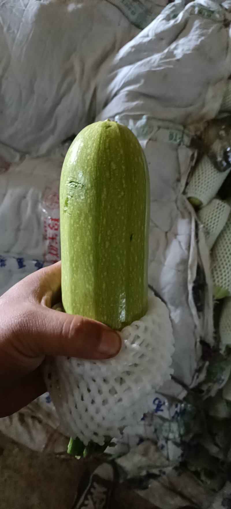 西葫芦
