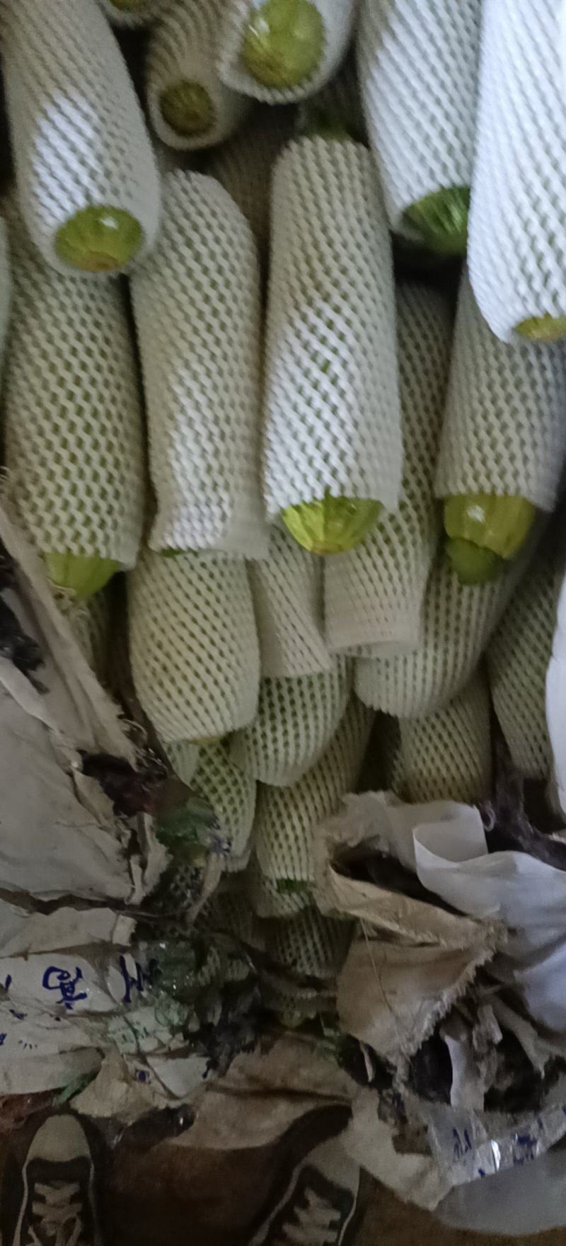 西葫芦