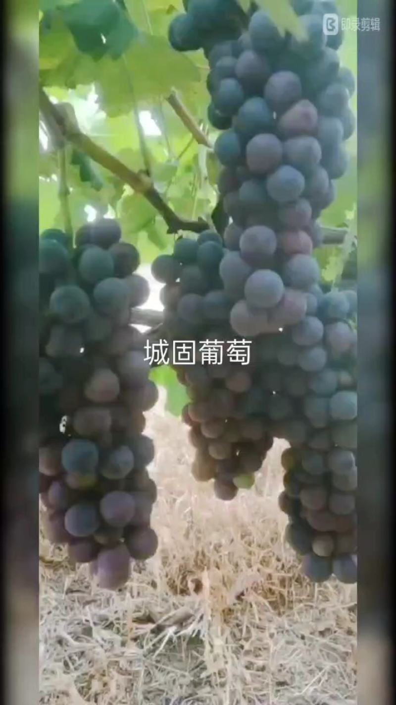 陕西省汉中夏黑葡萄大量成熟上市了。串形好，口感好，颗粒大