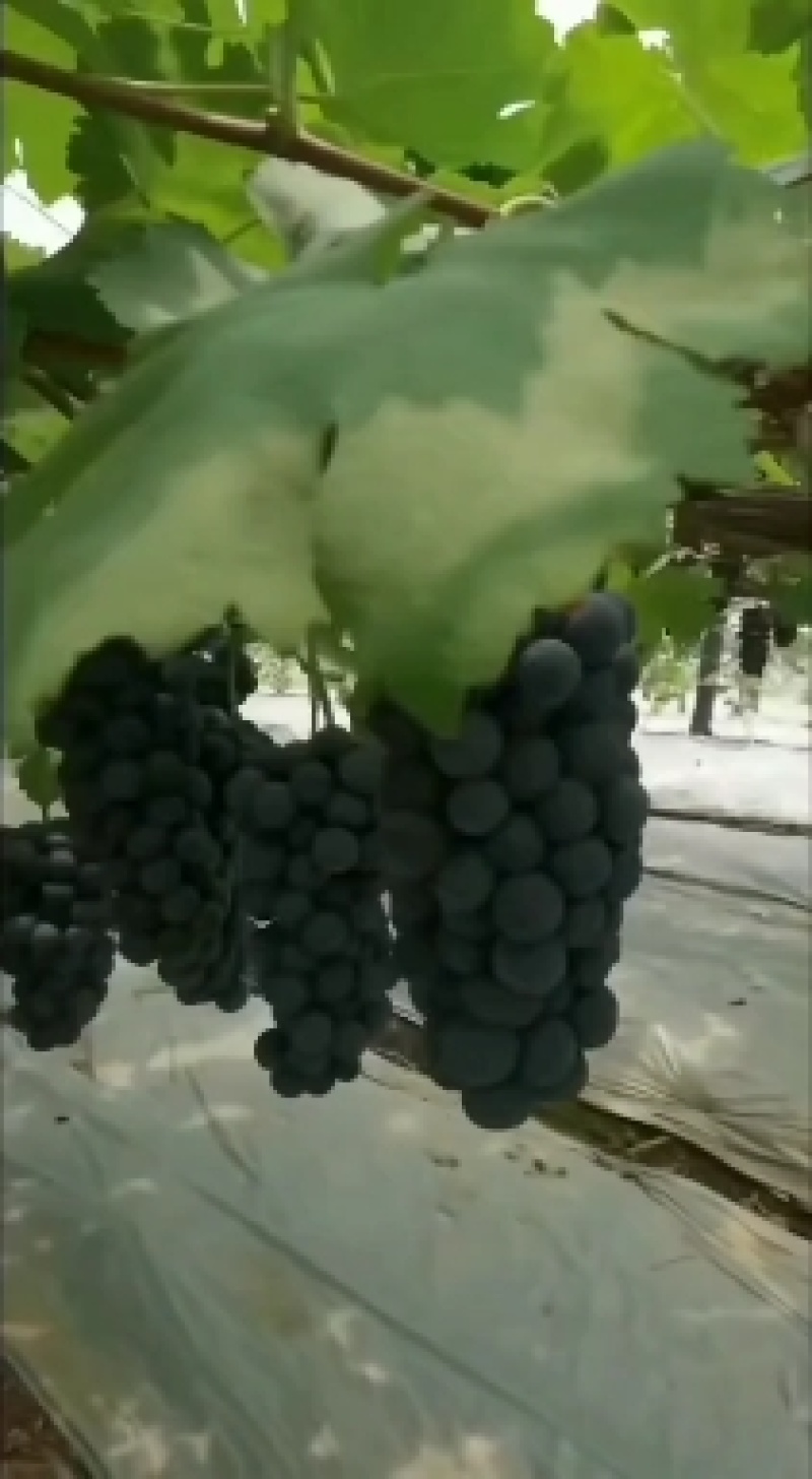 陕西省汉中夏黑葡萄大量成熟上市了。串形好，口感好，颗粒大