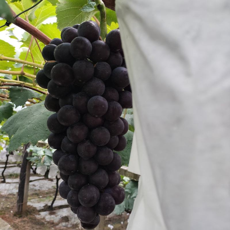 陕西省汉中夏黑葡萄大量成熟上市了。串形好，口感好，颗粒大