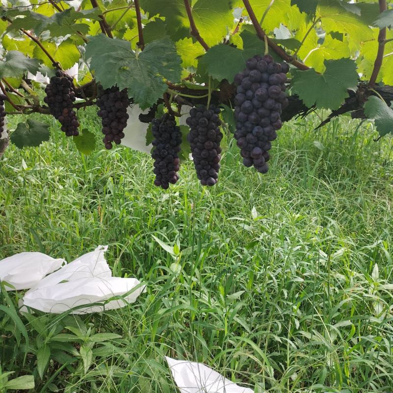 陕西省汉中夏黑葡萄大量成熟上市了。串形好，口感好，颗粒大