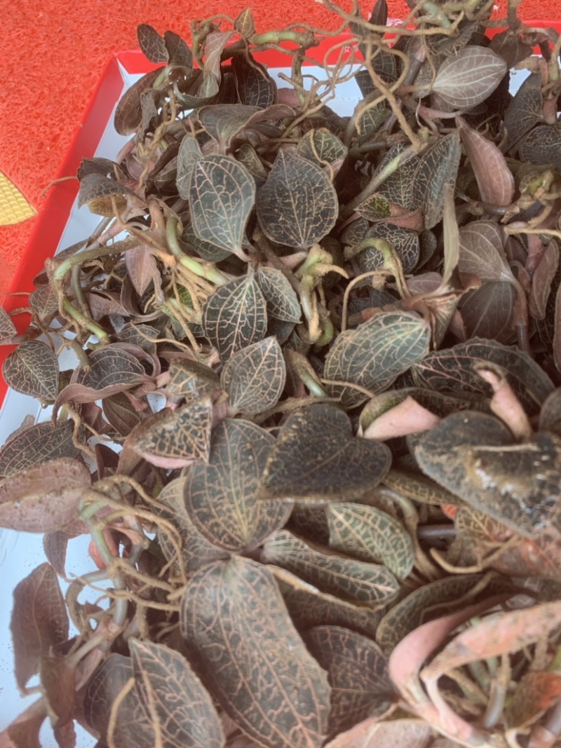 优质金线莲正宗金线莲特级金线莲鲜品批发零售