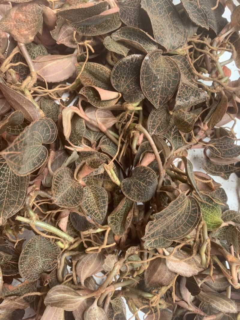 优质金线莲正宗金线莲特级金线莲鲜品批发零售