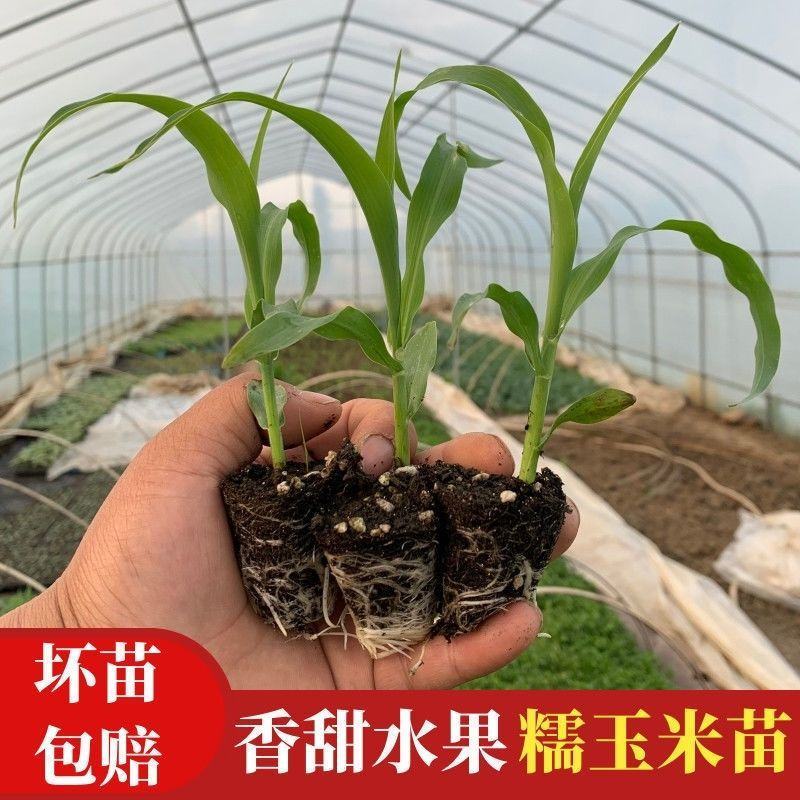 甜脆玉米苗成活率高抗病性强下单即发欢迎采购
