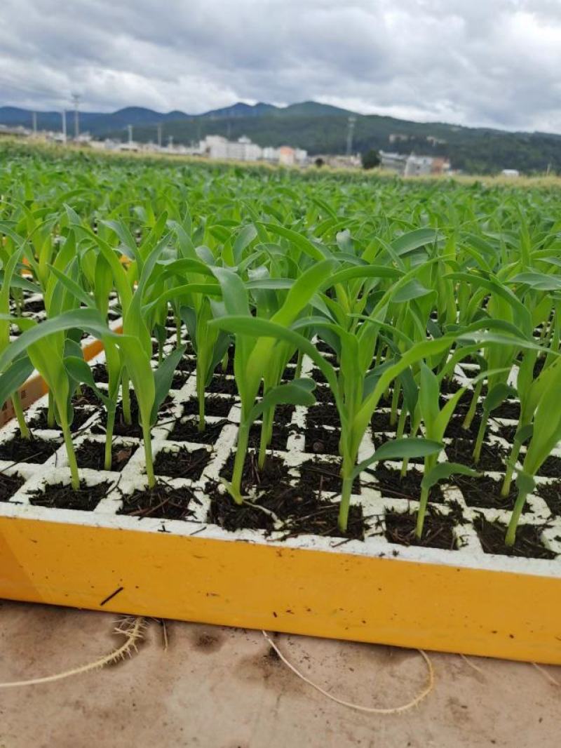 甜脆玉米苗成活率高抗病性强下单即发欢迎采购