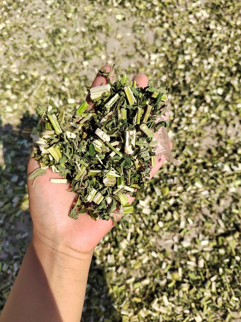 益母草，纯青益母草今年新货，产地一手货源自产自销产地山东