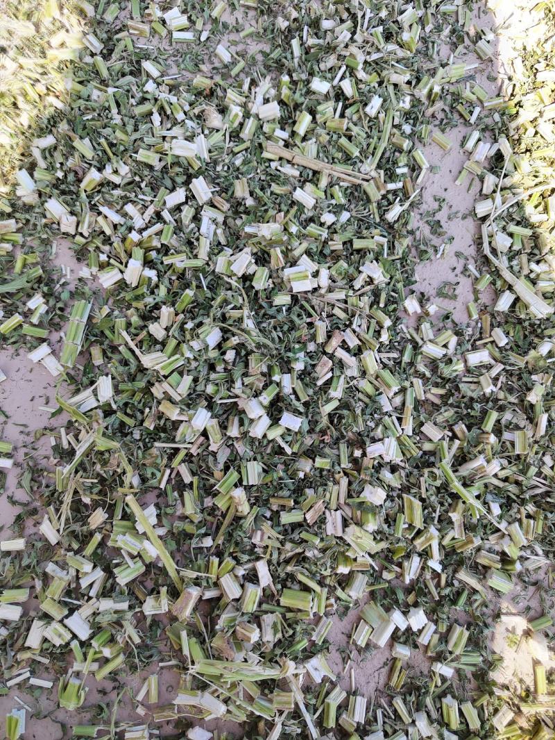益母草，纯青益母草今年新货，产地一手货源自产自销产地山东