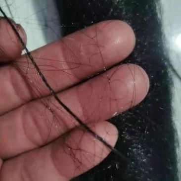 单丝防鸟网防麻雀斑鸠适用谷子枸杞樱桃西瓜豆丹养殖