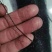 单丝防鸟网防麻雀斑鸠适用谷子枸杞樱桃西瓜豆丹养殖