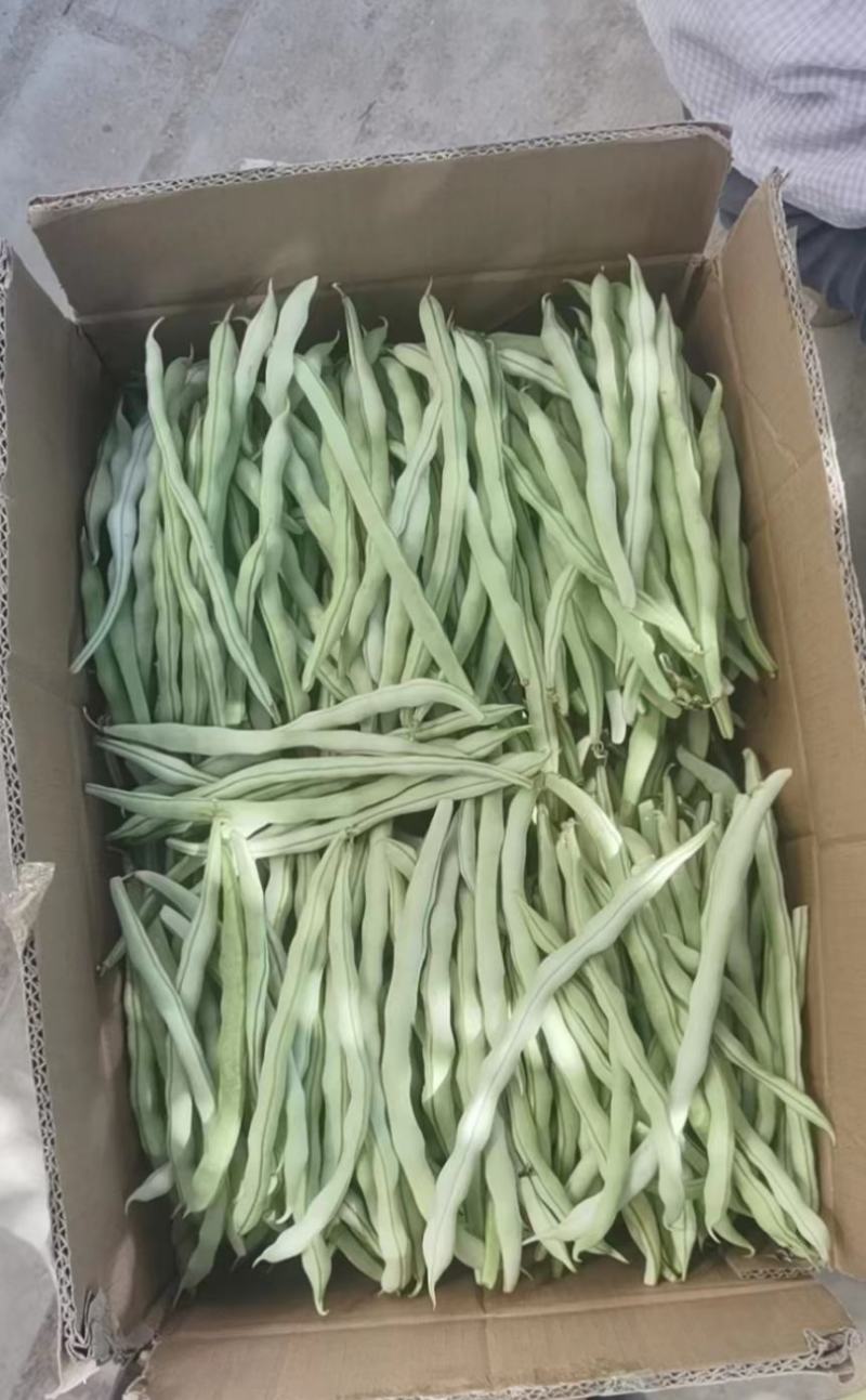淳化县精品白肉豆，需要优质货源的老板欢迎来电洽谈