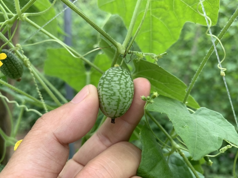 拇指西瓜迷你小西瓜绿瓤西瓜产地大量供货