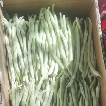 淳化县精品白肉豆，需要优质货源的老板欢迎来电洽谈