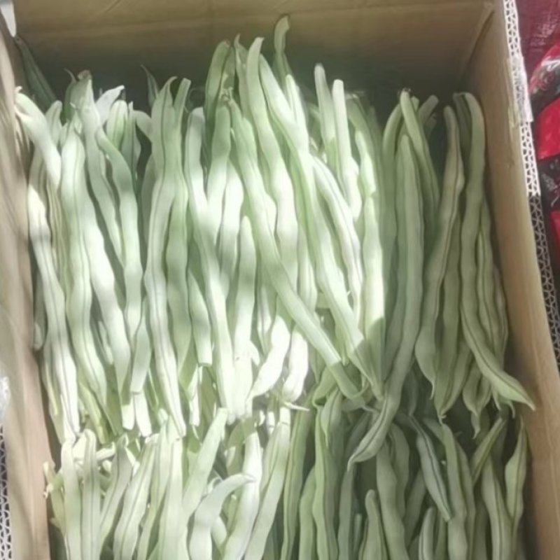 淳化县精品白肉豆，需要优质货源的老板欢迎来电洽谈