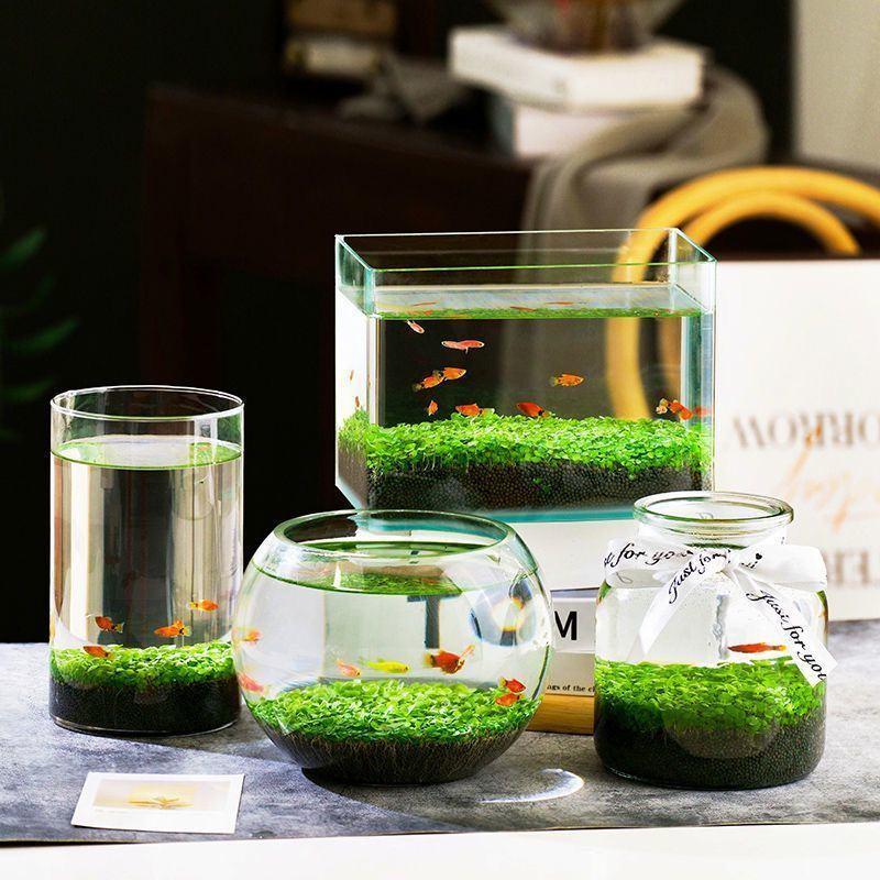 创意生态小鱼缸水培盆栽水草种子微景观四季绿植透明玻璃瓶杠
