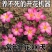 四季开花浓香型重瓣风雨兰种球葱兰韭兰石蒜盆栽阳台庭院花卉