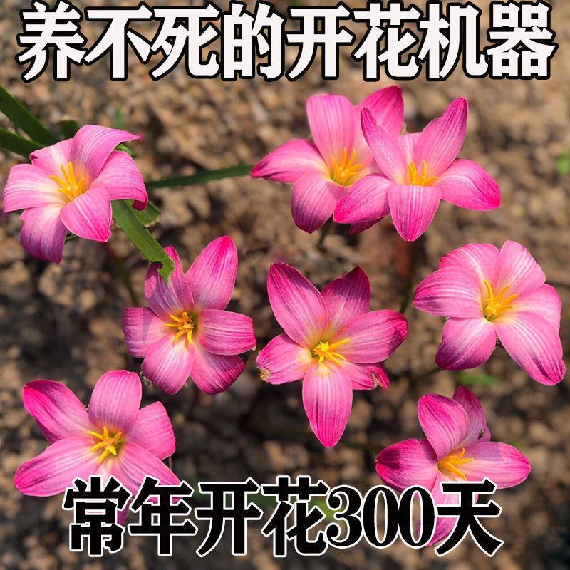 四季开花浓香型重瓣风雨兰种球葱兰韭兰石蒜盆栽阳台庭院花卉