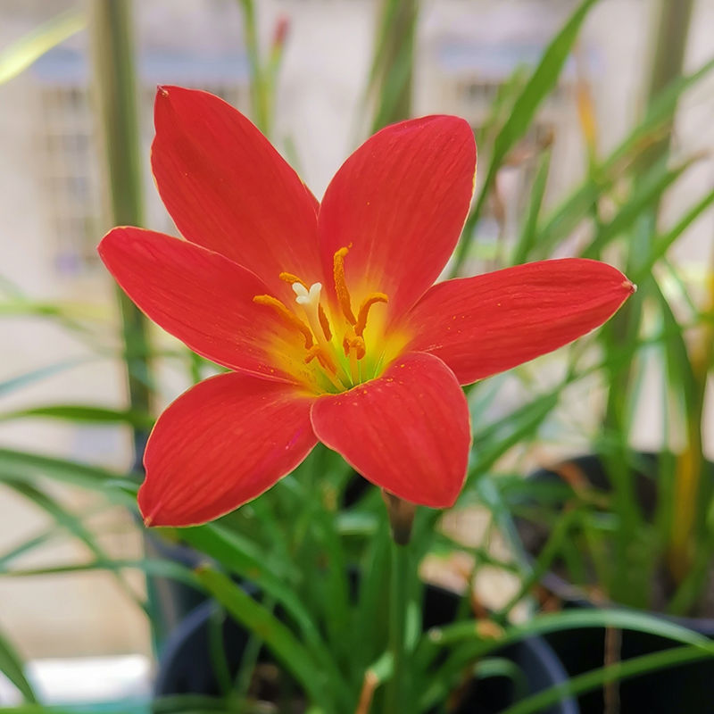 四季开花浓香型重瓣风雨兰种球葱兰韭兰石蒜盆栽阳台庭院花卉