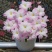四季开花浓香型重瓣风雨兰种球葱兰韭兰石蒜盆栽阳台庭院花卉