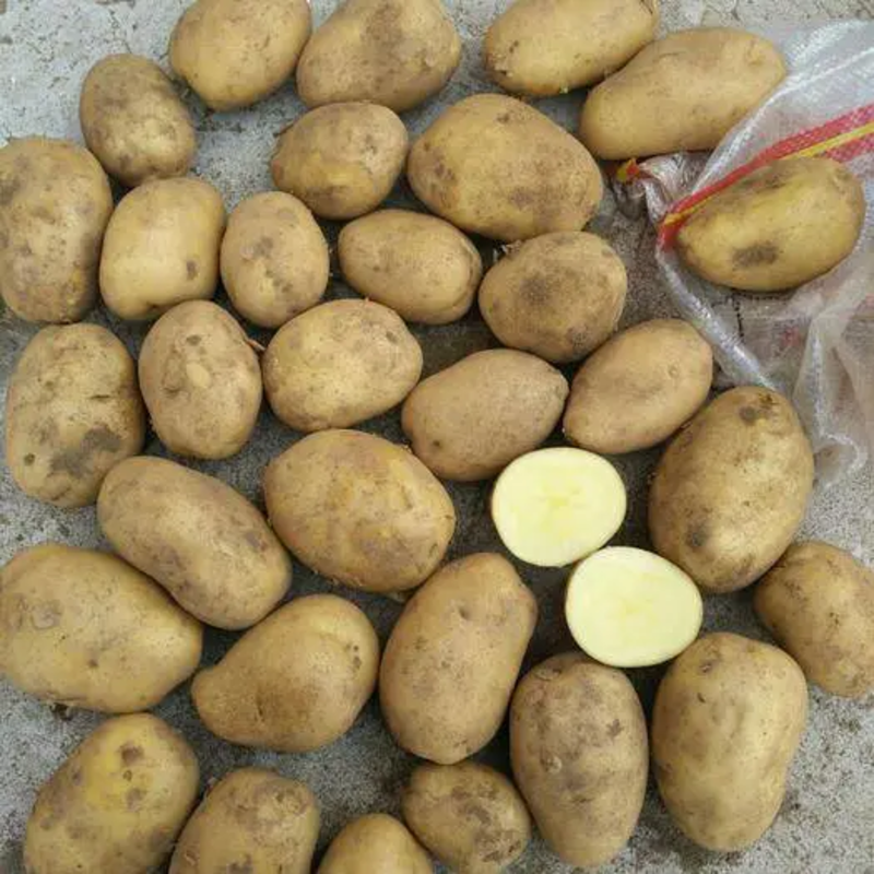 精品黄心土豆规格齐全全国发货基地直供