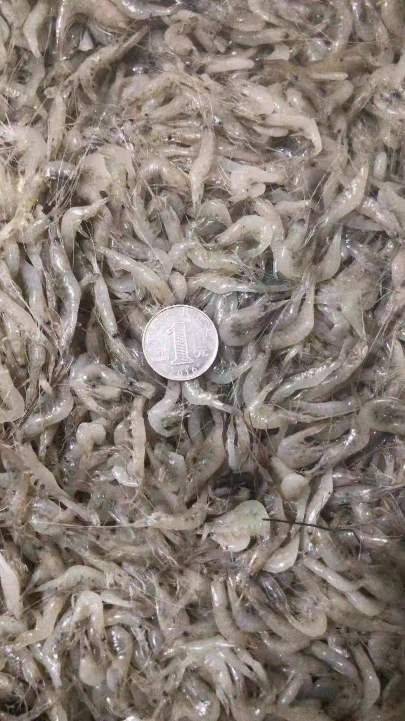 单冻小河虾
